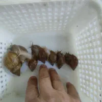 فروش حلزون|خزنده|کاشان, میدانگاه آقا|دیوار