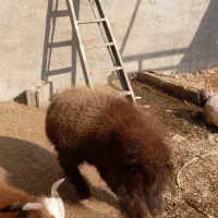 بره نر درجه یک|حیوانات مزرعه|سعدآباد, |دیوار