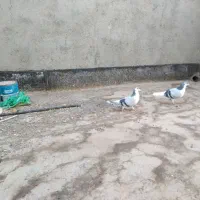 نر ماده ساده|پرنده|تربت‌حیدریه, ترمینال|دیوار