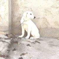 سگ ژرمن|سگ|میاندوآب, |دیوار