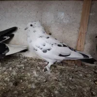 کبوتر|پرنده|قشم, |دیوار