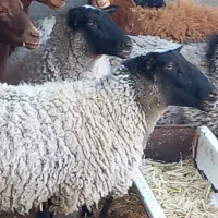 گوسفند رمانف|حیوانات مزرعه|جغتای, |دیوار