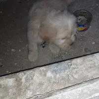 سگ خوشکل نازمهربون