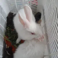 خرگوش سفید لوپی|موش و خرگوش|یزد, |دیوار