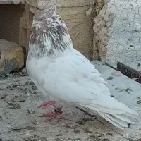 نر کاکل کله ای