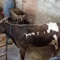 گوساله سیمینتال اصیل