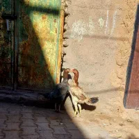 جفت مرغ اصیل|حیوانات مزرعه|بوژگان, |دیوار