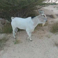 نری بندرلنگه