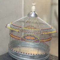 جوجه سهره بخون