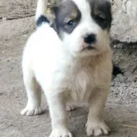 ترکمن. روس .گارد. گله. نگهبان|سگ|مشهد, ترمینال|دیوار