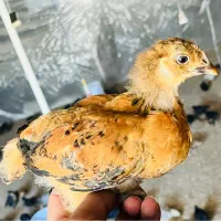 جوجه مرغ وخروس محلی واکسن خورده|حیوانات مزرعه|شیراز, دروازه قران|دیوار