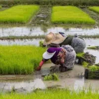 فروش زمین زراعی در متراژهای متنوع هزار مترو هکتاری