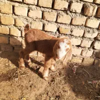 بزغاله شیری و اذوغه خور نر