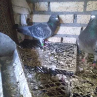 گرفتنی مسابقه ای