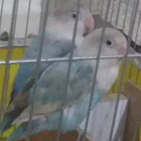 عروس هلندی|پرنده|ایذه, |دیوار