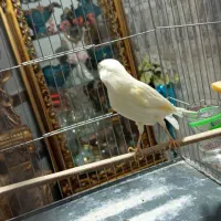 قناری بلند معاوضه با فنچ با جوجه