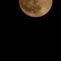 داوطلبانه