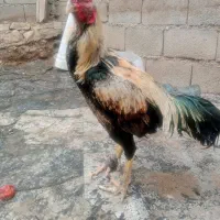 تخم مرغ لاری و گلین|حیوانات مزرعه|جوانرود, |دیوار
