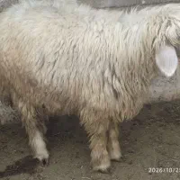 یک راس بره بختیاری