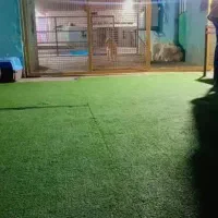 پانسیون نگهداری حیوانات خانگی (سگ،گربه وپرنده و..