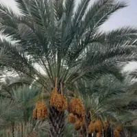 کار نخل