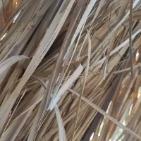 قناری ماده، مجانی