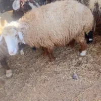 میش آبستن داشتی|حیوانات مزرعه|هندیجان, |دیوار