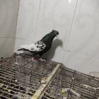 سینه سیاه|پرنده|مسجد سلیمان, |دیوار