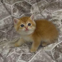 این کوچولوی ملوس در انتظار شماست/فروش گربه خانگی|گربه|اهواز, کیانپارس |دیوار