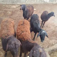 گوسفند با یه بره نر|حیوانات مزرعه|قیدار, |دیوار