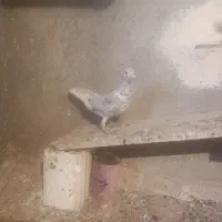 دودی هفرنگ|پرنده|الوند, |دیوار