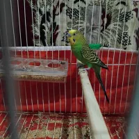 مرغ عشق|پرنده|شوط, |دیوار