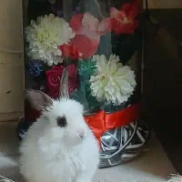 خرگوش کوچولو