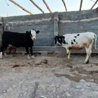 گوساله ماده فروشی