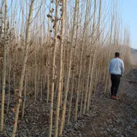 عملکرد صدردصدی با نهال پیوندی صنوبر نهال میوه