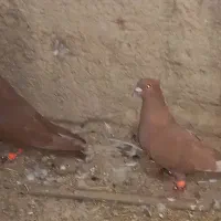 کبوتر فروشی  زابل