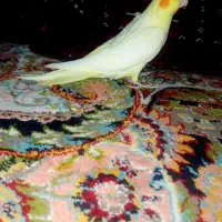 دو عدد جوجه عروس خوشگل تمیز