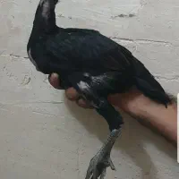 جوجه لاری