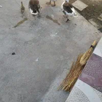 غاز