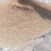 گندم دیم بوجاری شده