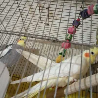 یک جفت عروس هلندی سخنگو و دستی|پرنده|دلیجان, |دیوار