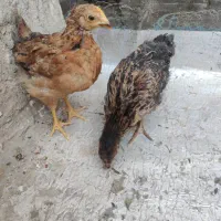 جوجه محلی|حیوانات مزرعه|صباشهر, |دیوار