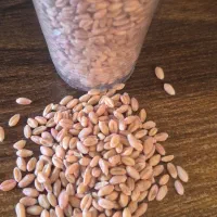 بذر گندم پیشگام