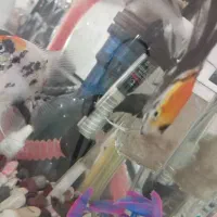 انجل کوی|ماهی|قم, شهرک فاطمیه|دیوار