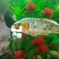 ماهی کوی و سنگ آکواریوم