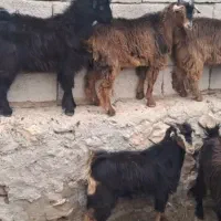 ۱۰راس کهره دورگ سالار