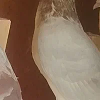 کبوتر تهرانی