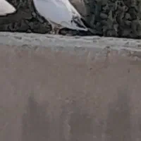 گمشده کبوتر کله دم سبز،دسپری|پرنده|شاهین‌شهر, نبوت|دیوار