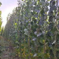 نهال صنوبر نیگرا و گردو چندلر فرانکی ژنتیپ برتر|گل و گیاه طبیعی|مشگین شهر, |دیوار