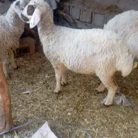 دو عدد بره ماده چاق سرحال سالم|حیوانات مزرعه|جیرفت, |دیوار